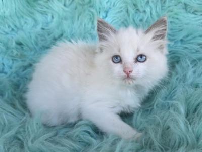 Snowball Female Ragdoll - Ragdoll - Gallery Photo #1