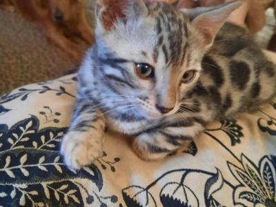 Silver Baby Bengal - Bengal - Gallery Photo #1
