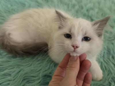 Bicolor Female Ragdoll Registration Available - Ragdoll - Gallery Photo #1