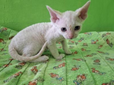 Tank - Devon Rex - Gallery Photo #1