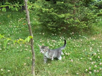 Bengal Kittens Mixed - Bengal - Gallery Photo #1