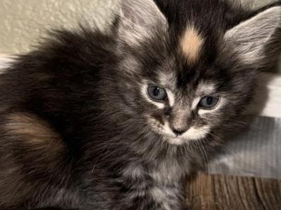 Maine Coon Litter - Maine Coon - Gallery Photo #1