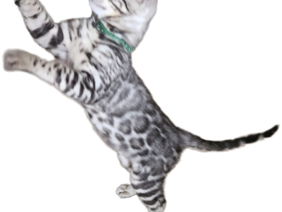 READY Male Silver Bengal Kitten - Bengal - Gallery Photo #1