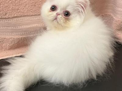 Copper Eye White - Persian - Gallery Photo #1