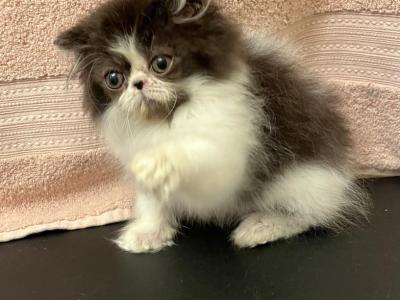 Black And White Girl - Persian - Gallery Photo #1