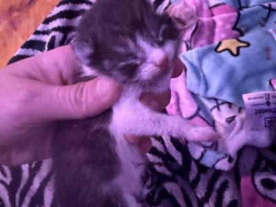 Maine Coon And Manx Cross - Maine Coon - Gallery Photo #1