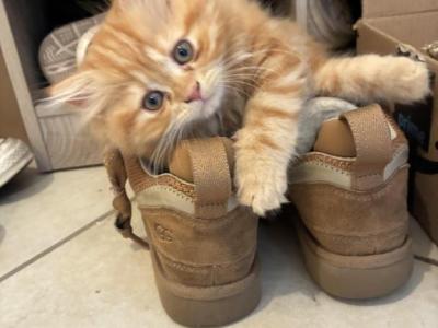 2 Male Persians - Persian - Gallery Photo #1