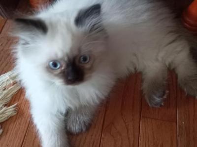 Monk - Ragdoll - Gallery Photo #1