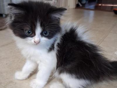 RAGAMUFFIN - Ragamuffin - Gallery Photo #1