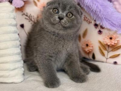 Potapuf - Scottish Fold - Gallery Photo #1
