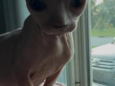 Little Man - Sphynx - Gallery Photo #1