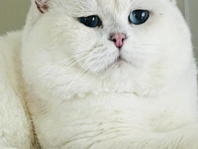 British Shorthair - British Shorthair - Gallery Photo #1