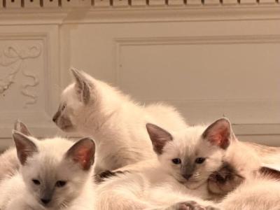 Athenas Kittens - Siamese - Gallery Photo #1