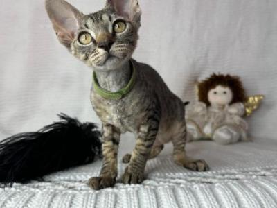 Devon Rex Tabby Female - Devon Rex - Gallery Photo #1