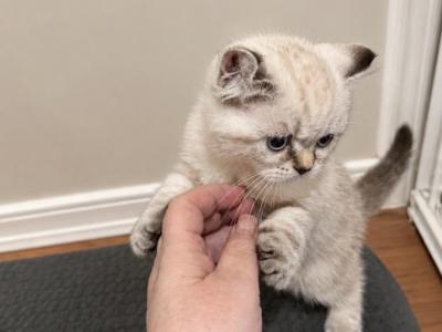 Cuteness - Scottish Straight - Gallery Photo #1