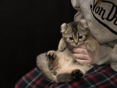 Brownie - Scottish Straight - Gallery Photo #1