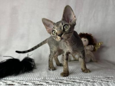 Tabby Male - Devon Rex - Gallery Photo #1