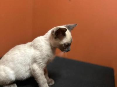 1 Beautiful Boy For Reduced - Siamese - Gallery Photo #1