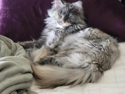Rose - Maine Coon - Gallery Photo #1