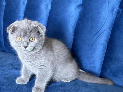 Gabi' - Scottish Fold - Gallery Photo #1