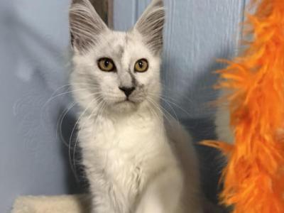 Ishtar - Maine Coon - Gallery Photo #1