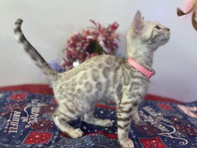 Snow Mink Girls - Bengal - Gallery Photo #1