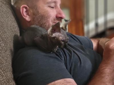 Cole - Sphynx - Gallery Photo #1