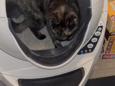 Coco - American Shorthair - Gallery Photo #1