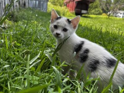 Kitty - Domestic - Gallery Photo #1