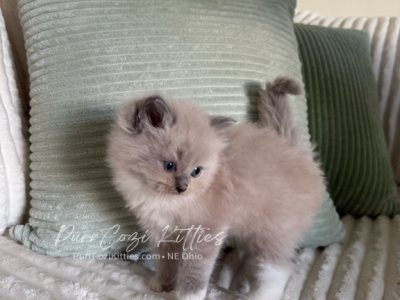 Iris - Ragdoll - Gallery Photo #1