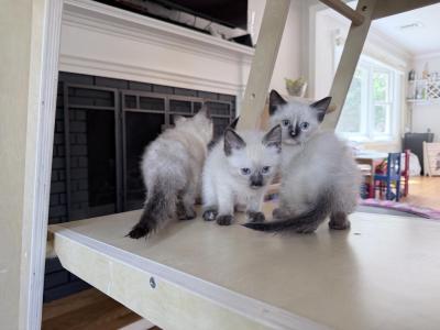Siamese Kittens - Siamese - Gallery Photo #1