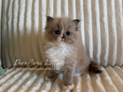 Ragdoll Kittens - Ragdoll - Gallery Photo #1