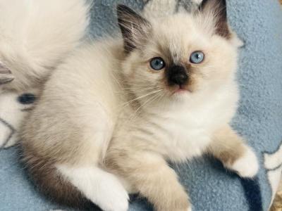 Male Litter X 5 - Ragdoll - Gallery Photo #1