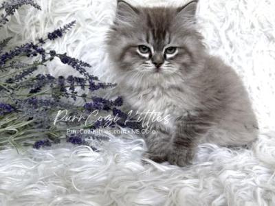 Brooks - Ragdoll - Gallery Photo #1