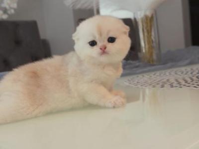 Scottish Female - Scottish Fold - Gallery Photo #1