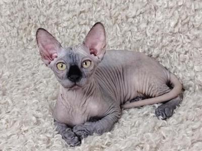 Freya - Sphynx - Gallery Photo #1