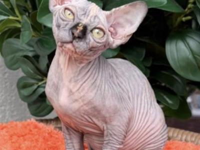 Fiona - Sphynx - Gallery Photo #1
