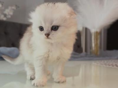 Scottish Fold Kitten Femalr - Scottish Fold - Gallery Photo #1