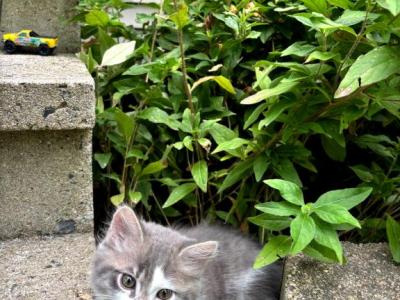 Gorgeous Kitties - Domestic - Gallery Photo #1