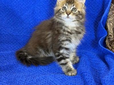 Diego - Maine Coon - Gallery Photo #1