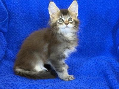 Dexter - Maine Coon - Gallery Photo #1