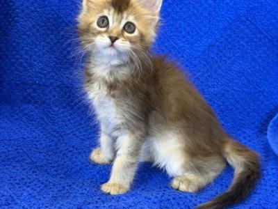 Duke - Maine Coon - Gallery Photo #1