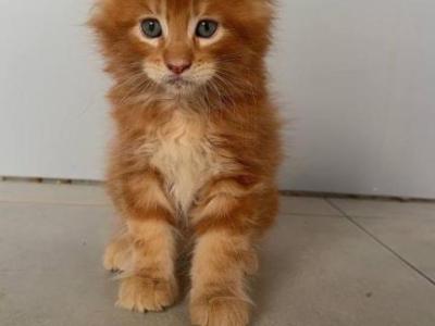 Flame - Maine Coon - Gallery Photo #1