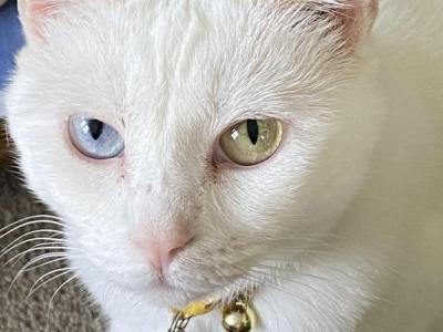 Miya - Turkish Angora - Gallery Photo #1