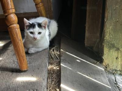 Cleo - Domestic - Gallery Photo #1