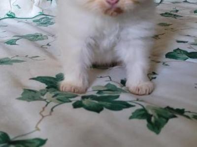 Paul - Himalayan - Gallery Photo #1