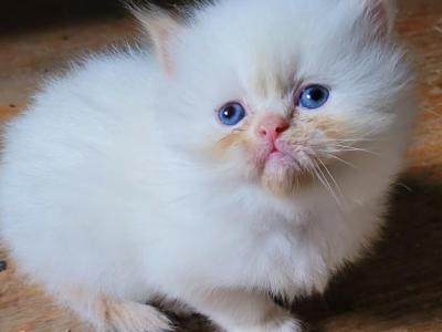 John - Himalayan - Gallery Photo #1