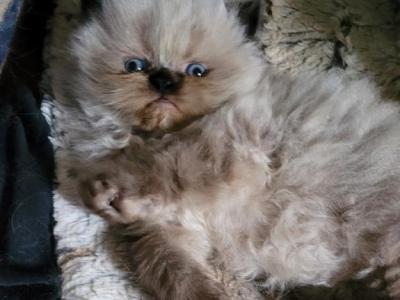 George - Himalayan - Gallery Photo #1