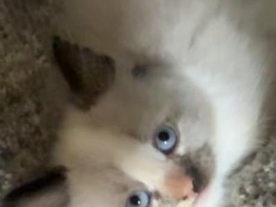 Baby Female - Ragdoll - Gallery Photo #1