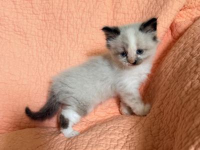 Baby Female - Ragdoll - Gallery Photo #1